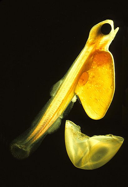 File:Salmonlarvakils.jpg