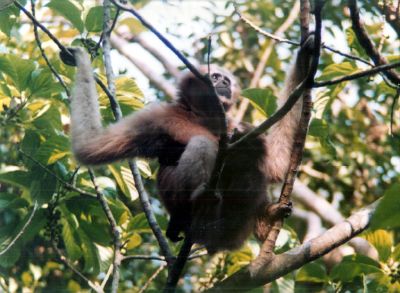 Hoolock gibbon - New World Encyclopedia