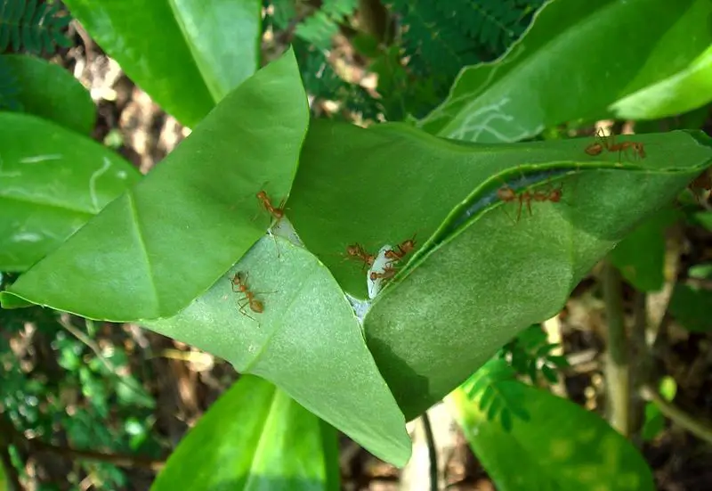 File:WeaverAntNest.JPG