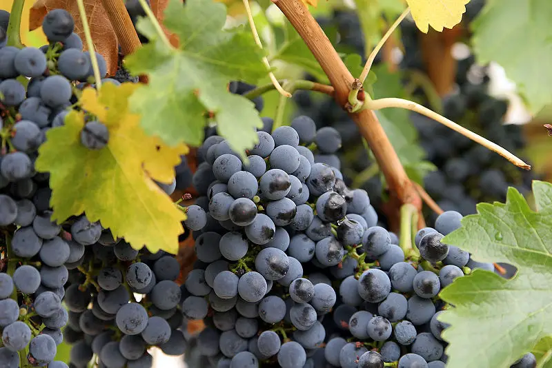 File:Close up grapes.jpg