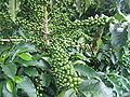 Thumbnail for version as of 17:44, 3 June 2006