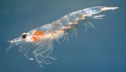 A northern krill (Meganyctiphanes norvegica)