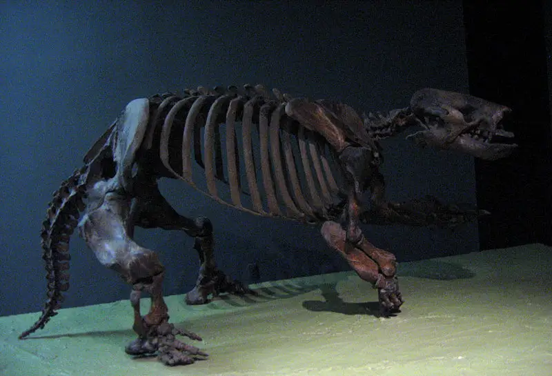 File:Paramylodon harlani.jpg