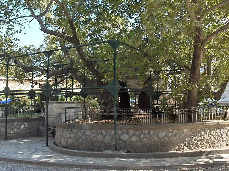File:Plane tree of Hippocrates.jpg