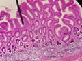 Thumbnail for version as of 01:49, 15 July 2007