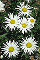 Thumbnail for version as of 22:49, 3 June 2006