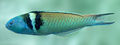 Thumbnail for version as of 00:21, 3 February 2009