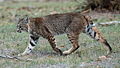 Thumbnail for version as of 02:48, 13 December 2008