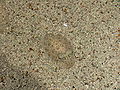 Thumbnail for version as of 20:53, 1 August 2008