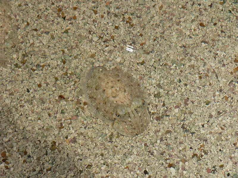 File:Camouflage.jpg