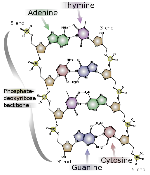 File:DNA chemical structure.svg