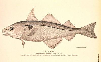Haddock New World Encyclopedia