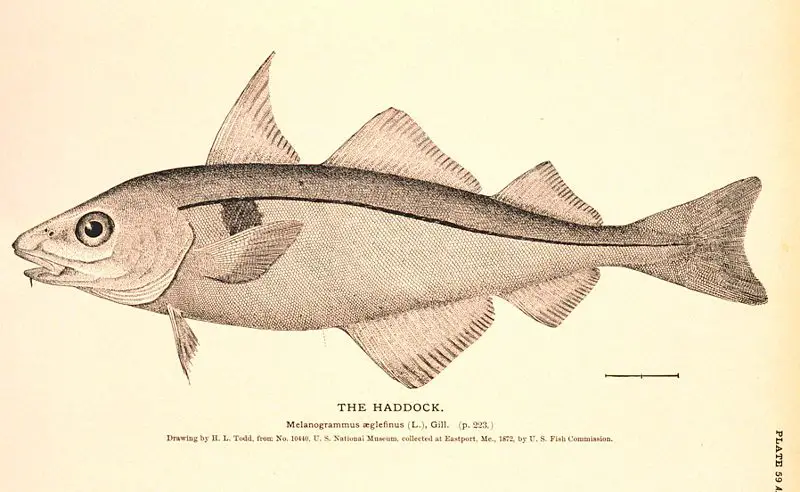 File:Melanogrammus aeglefinus.jpg