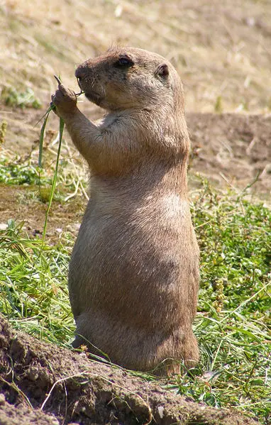 File:PrairieMarmot.JPG