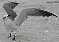 Thumbnail for version as of 20:06, 24 May 2007