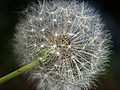 Thumbnail for version as of 23:51, 1 October 2007