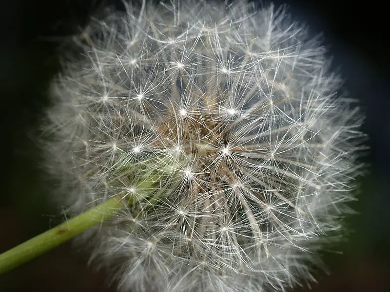 File:Taraxacum seed 1.jpg