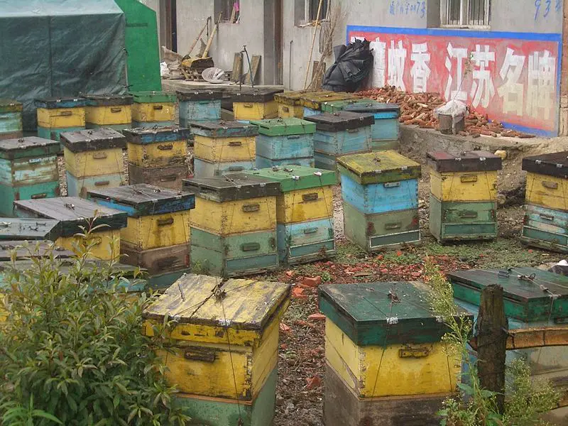 File:Tongshan-County-village-bee-hives-9874.jpg
