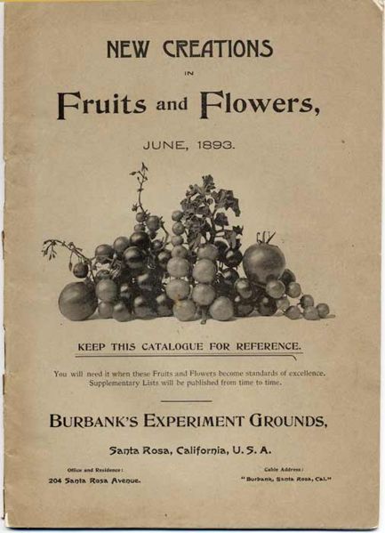 File:Burbank FruitFlower c1893.jpg