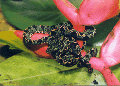 Thumbnail for version as of 21:31, 13 December 2007