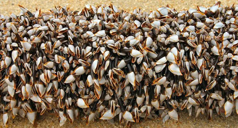 File:Gooseneckbarnacles.jpg