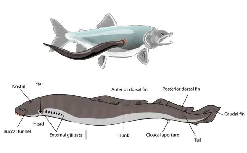 File:Lamprey illustration side.png