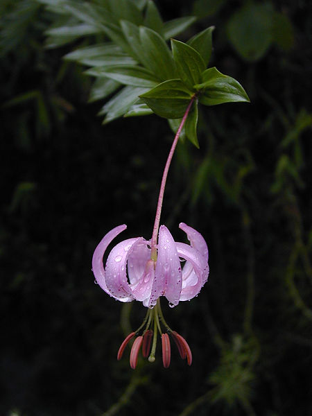 File:Lilium wardii.jpg
