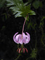 Thumbnail for version as of 02:52, 10 December 2007