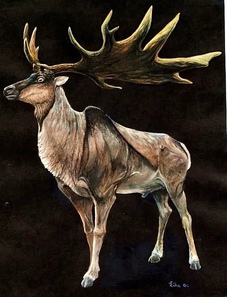 File:Megaloceros.jpg