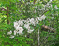 Thumbnail for version as of 18:46, 19 June 2007