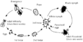 Thumbnail for version as of 02:59, 13 December 2007