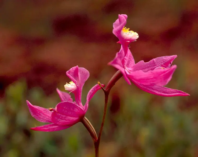 File:Calopogon.web.jpg