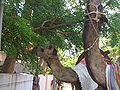 Thumbnail for version as of 00:08, 29 September 2007