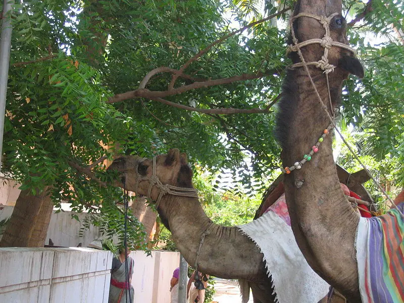 File:GntCamelsOnRide.jpg