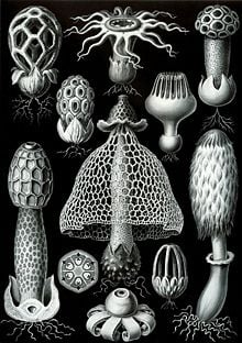 Basidiomycetes from Ernst Haeckel's 1904 Kunstformen der Natur