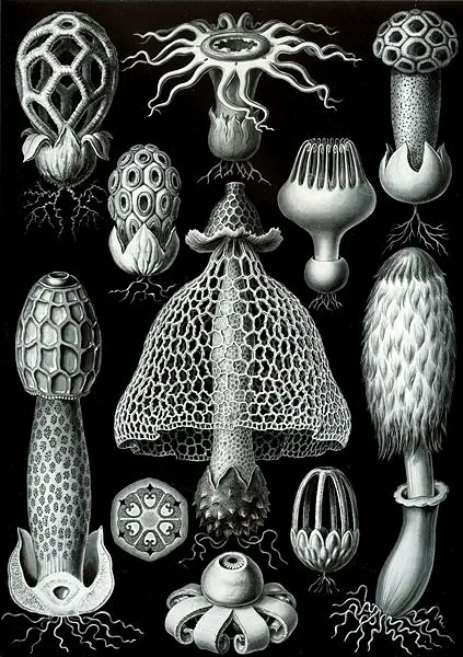 File:Haeckel Basimycetes.jpg