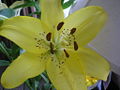 Thumbnail for version as of 02:53, 10 December 2007