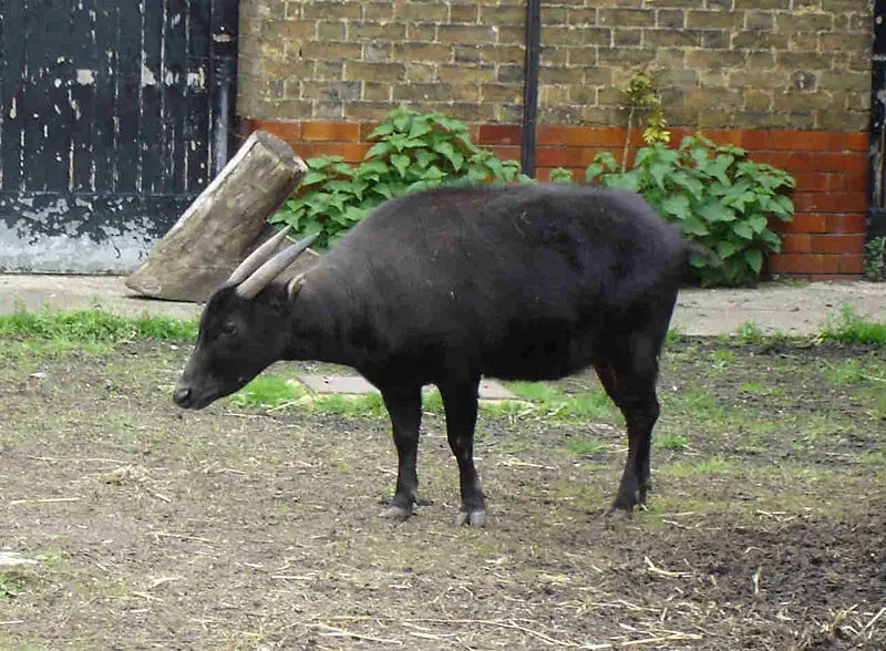 File:Lowland Anoa.JPG