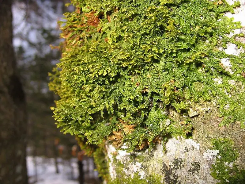 File:Porella platyphylla.jpg