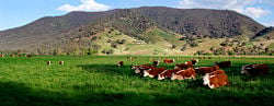 Hereford cattle grazing in a field in Australia.