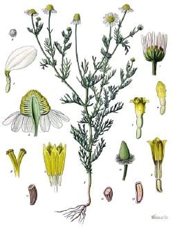 German Chamomile (from Köhler's Medicinal Plants, 1887)