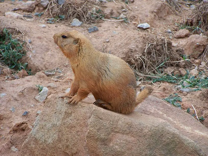 File:Prairie Dog.jpg