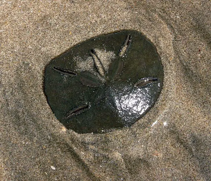 File:SandDollar1.jpg