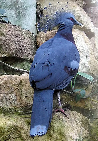 File:Bristol.zoo.victoria.crowned.pigeon.arp.jpg