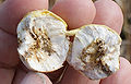 Thumbnail for version as of 01:35, 8 November 2008