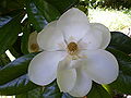 Thumbnail for version as of 00:52, 21 November 2007