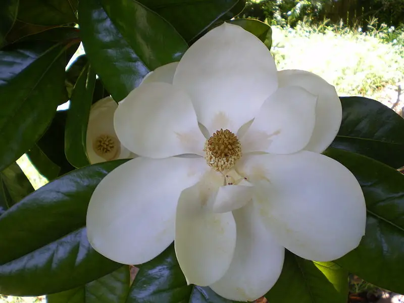 File:Magnolia grandiflora flower.JPG