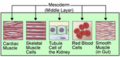 Thumbnail for version as of 01:56, 14 September 2008