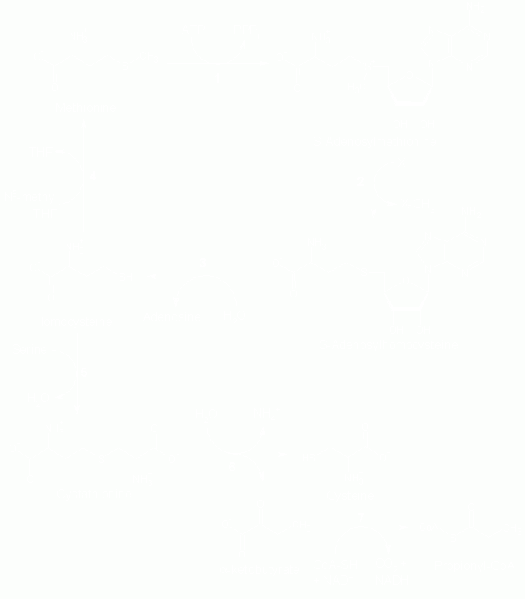 File:Met pathway.gif