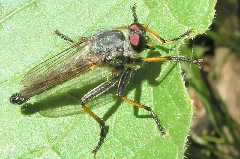 File:Neoitamus cyanurus.jpg